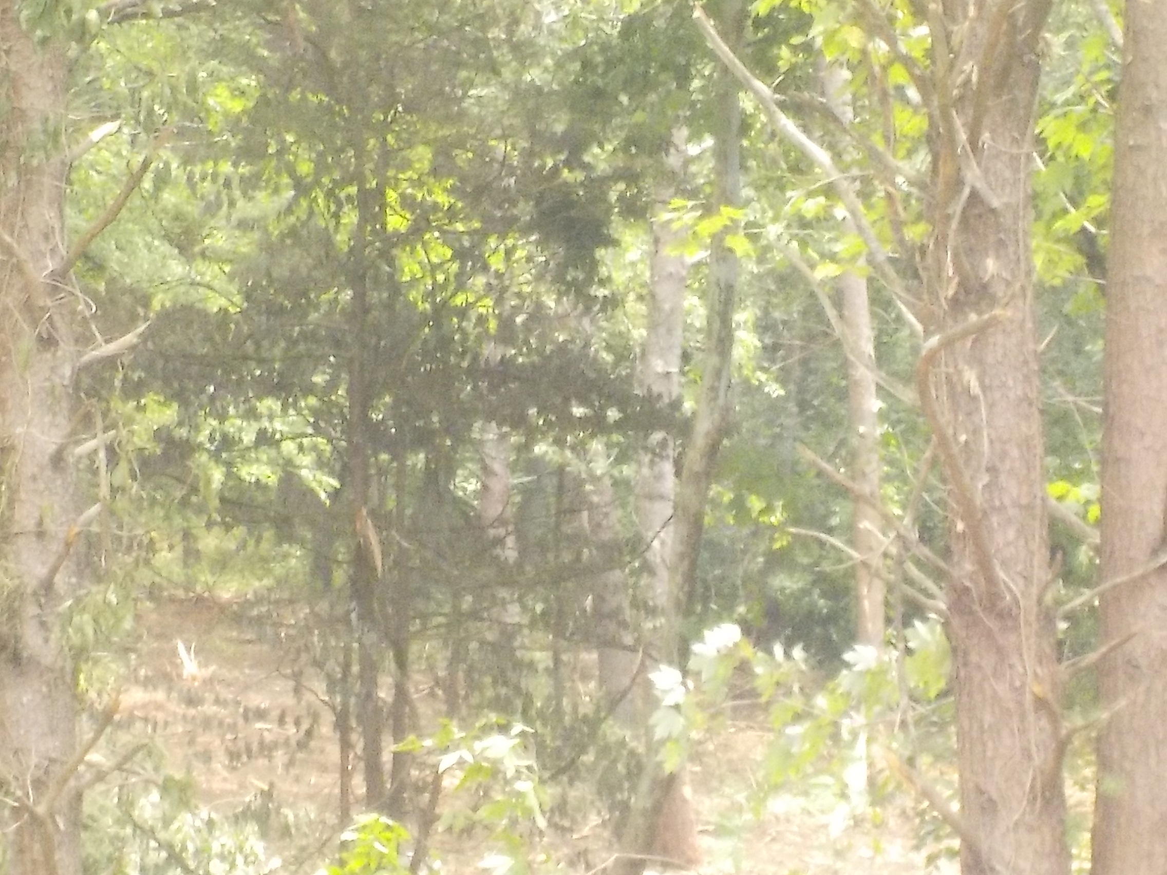 5.67-acres Old Rutledge Pike Blaine, TN 37709 - Photo 4 of 11 005