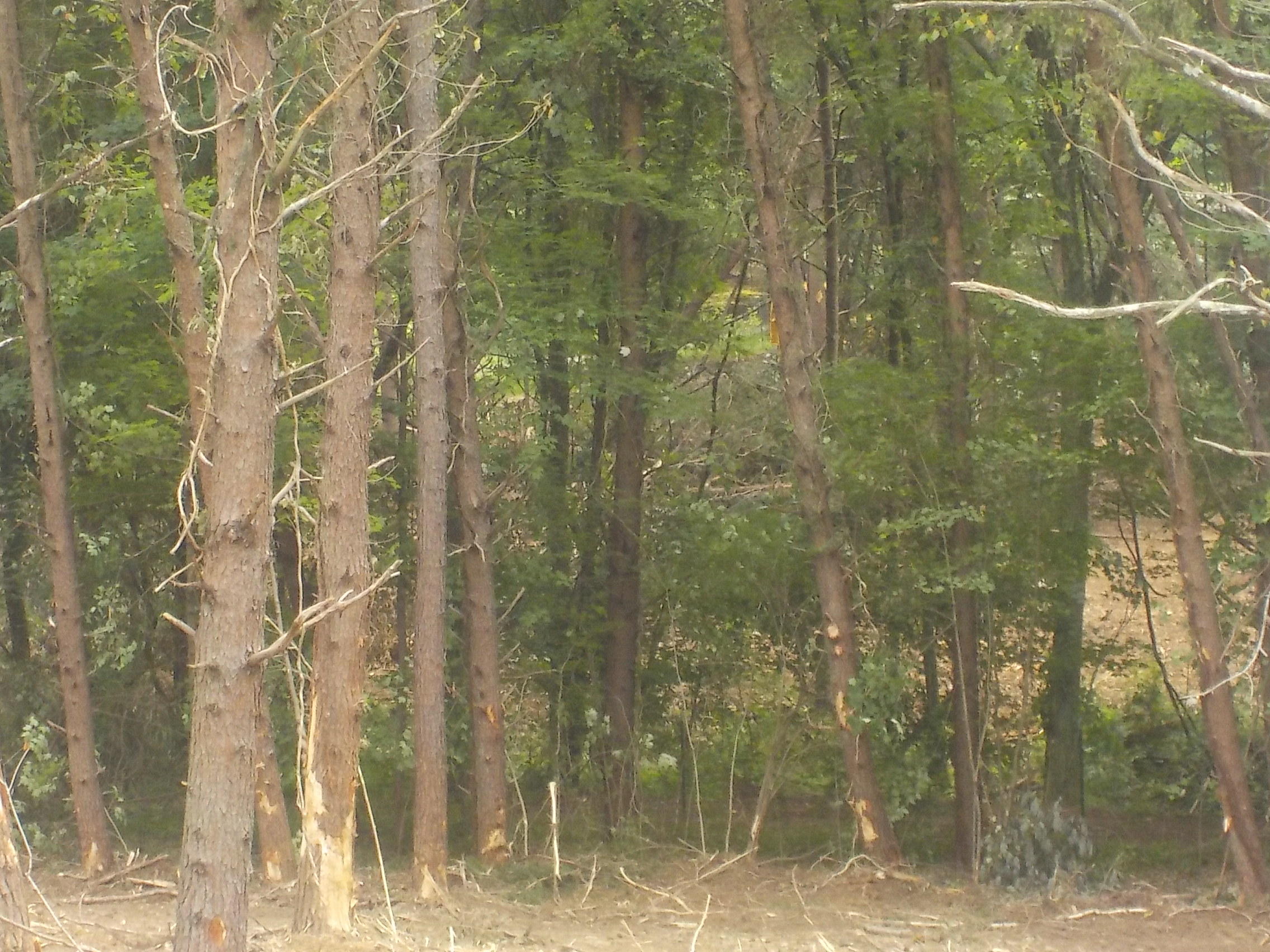 5.67-acres Old Rutledge Pike Blaine, TN 37709 - Photo 5 of 11 006