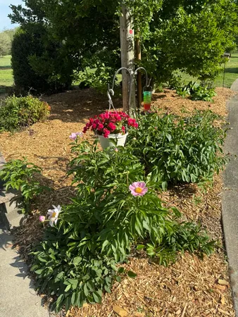 a view of a flower in a garden