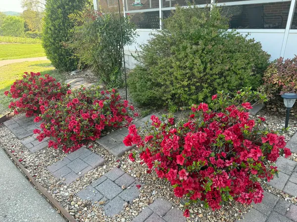 a picture of flowers