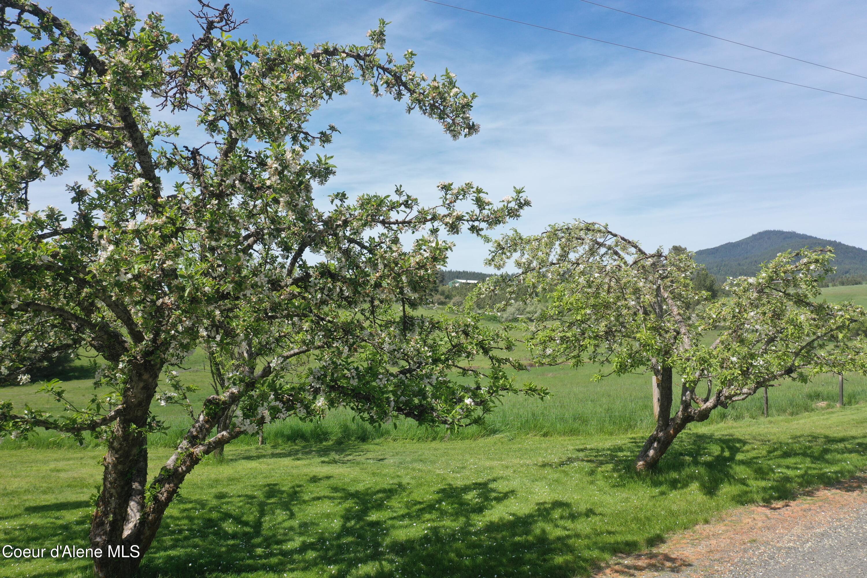 10334 Sanders Road Tensed, ID 83870 - Photo 17 of 69 DJI_0633