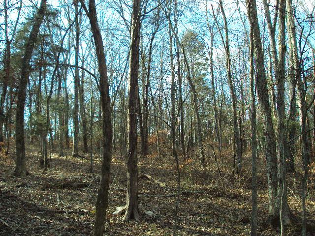 0 Polecat Road Mount Juliet, TN 37122 - Photo 14 of 20 Gallery Image 14