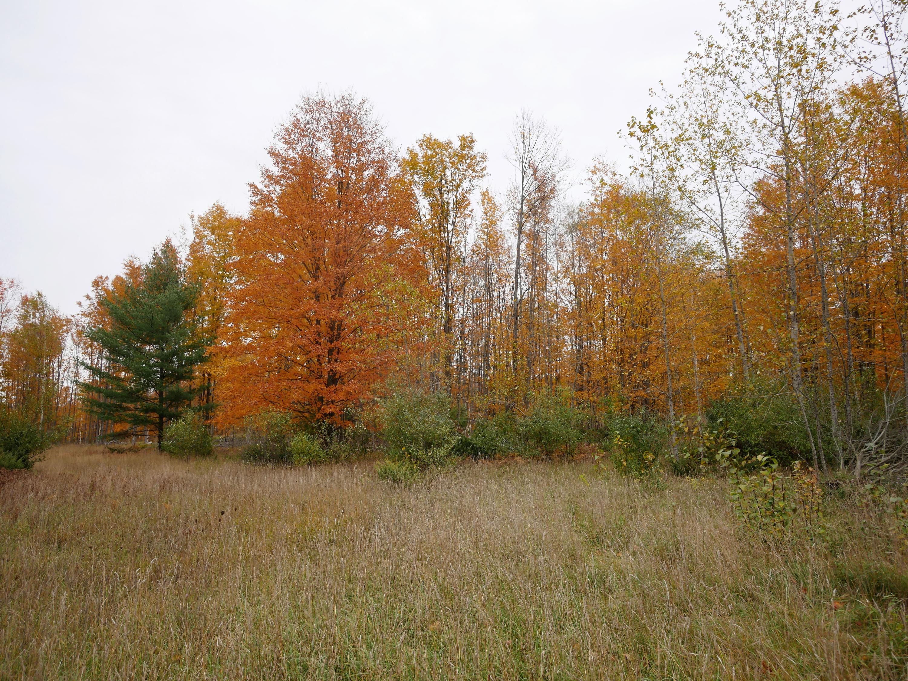 Klein Road Hillman, MI 49746 - Photo 4 of 8 Gallery Image 4