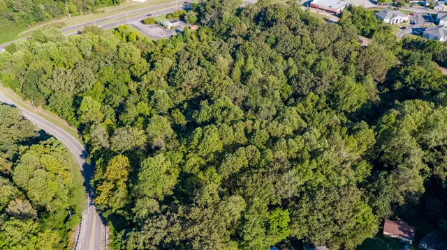 a view of a yard with a plant
