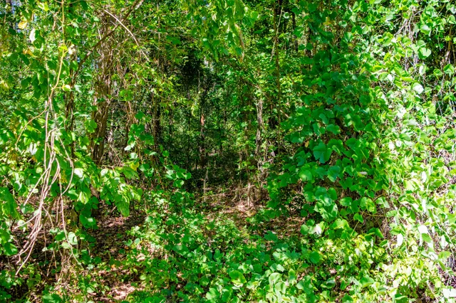 a view of a lush green space