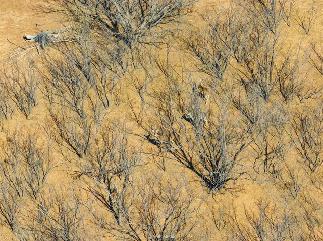 a backyard of a house with lots of tree
