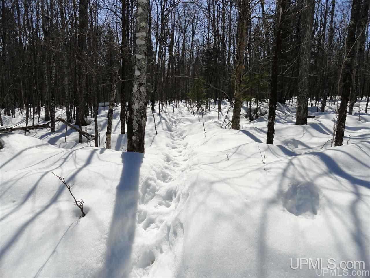 240-acres Leek Road Covington, MI 49919 - Photo 27 of 50