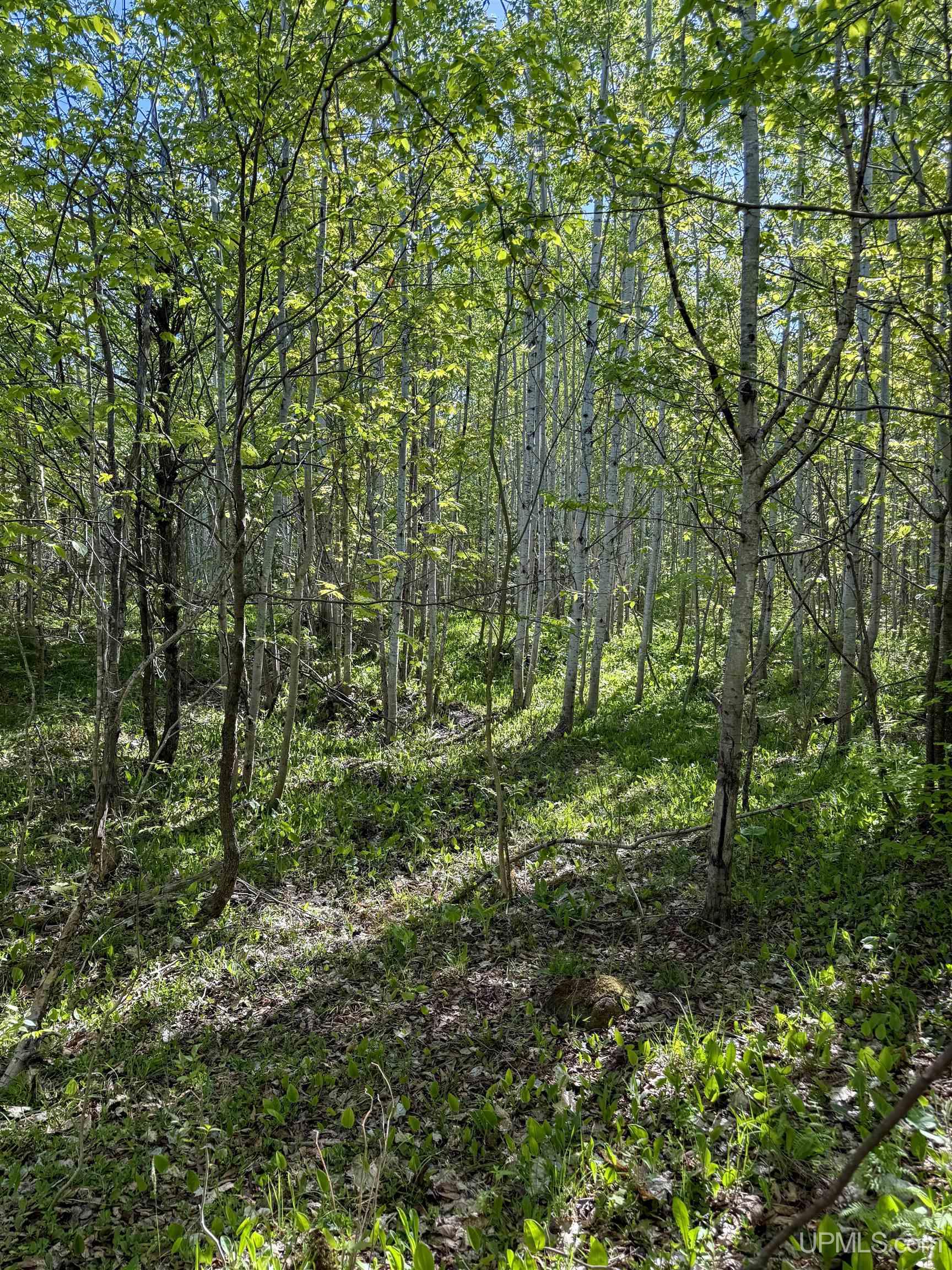Lot A Gratiot River Road Calumet, MI 49913 - Photo 25 of 35
