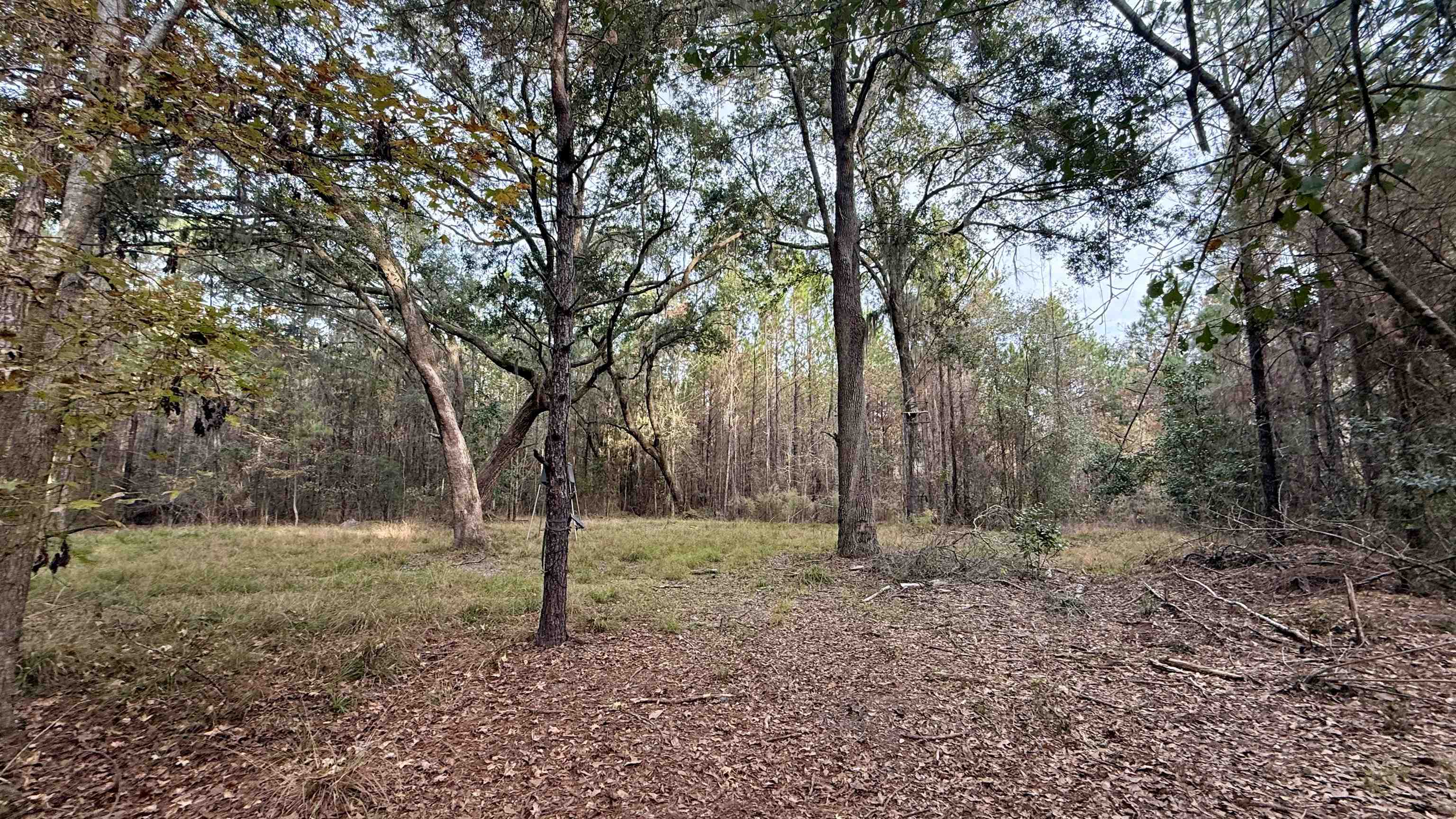 2909 Shellman Bluff Road Northeast, Unit 2909 SHELLMAN BLUFF RD N Townsend, GA 31331 - Photo 25 of 50