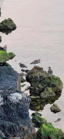 $1,750 | 6009 Sea Ranch Drive, Unit 804, Hudson, FL 34667