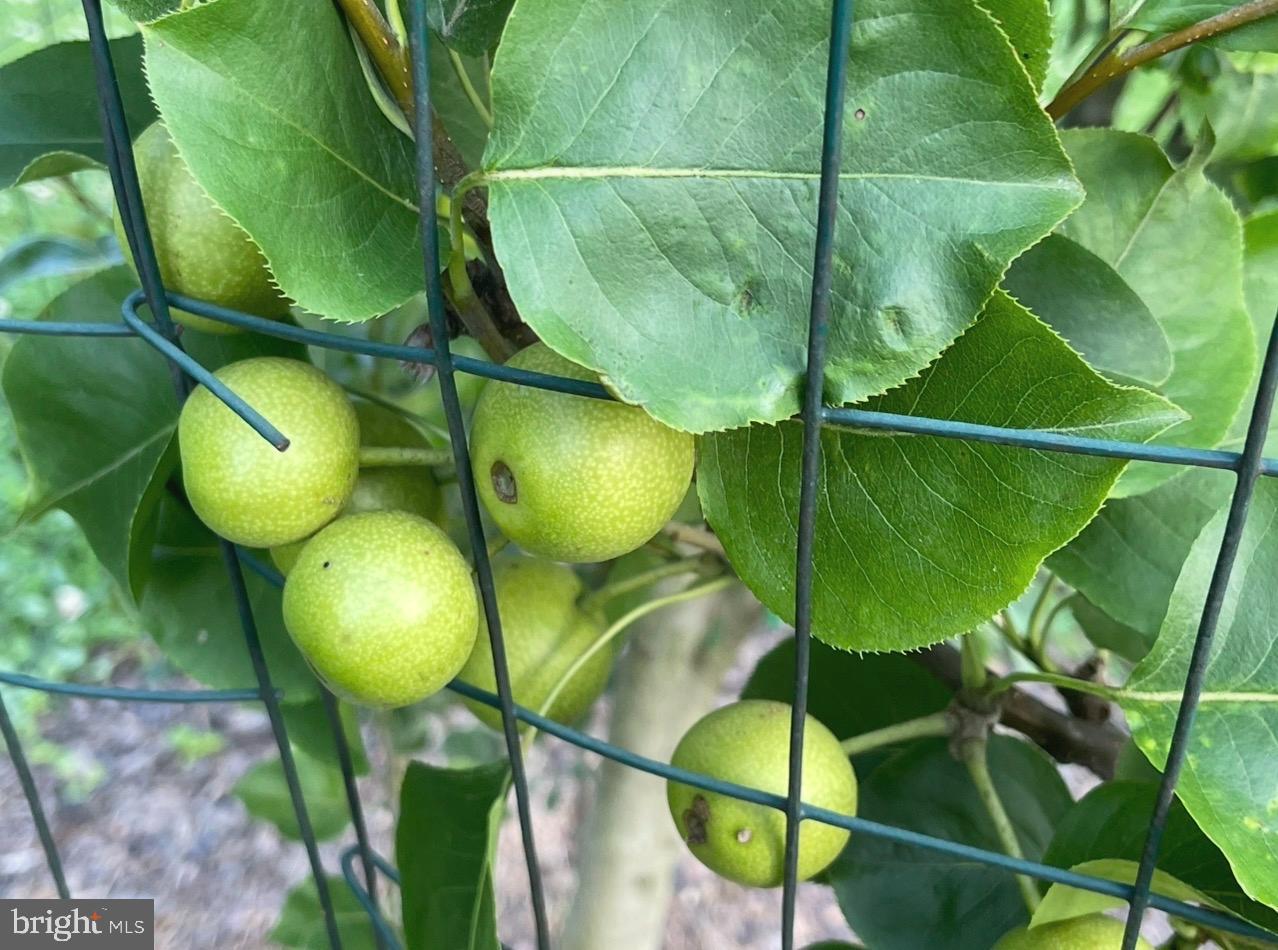 12416 West Old Baltimore Road Boyds, MD 20841 - Photo 40 of 46 Asian pear tree