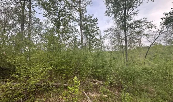 a view of a forest that has a tree