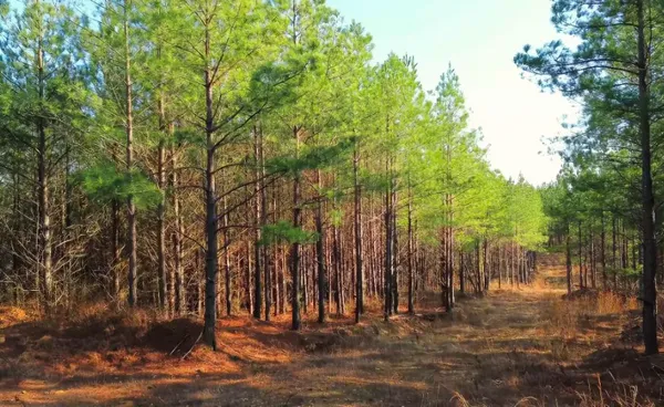 a view of a backyard of the house