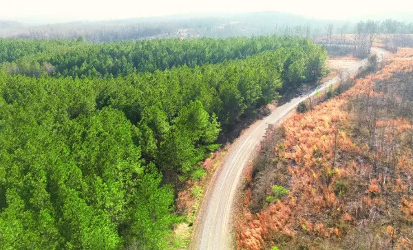 a view of a garden with a pathway