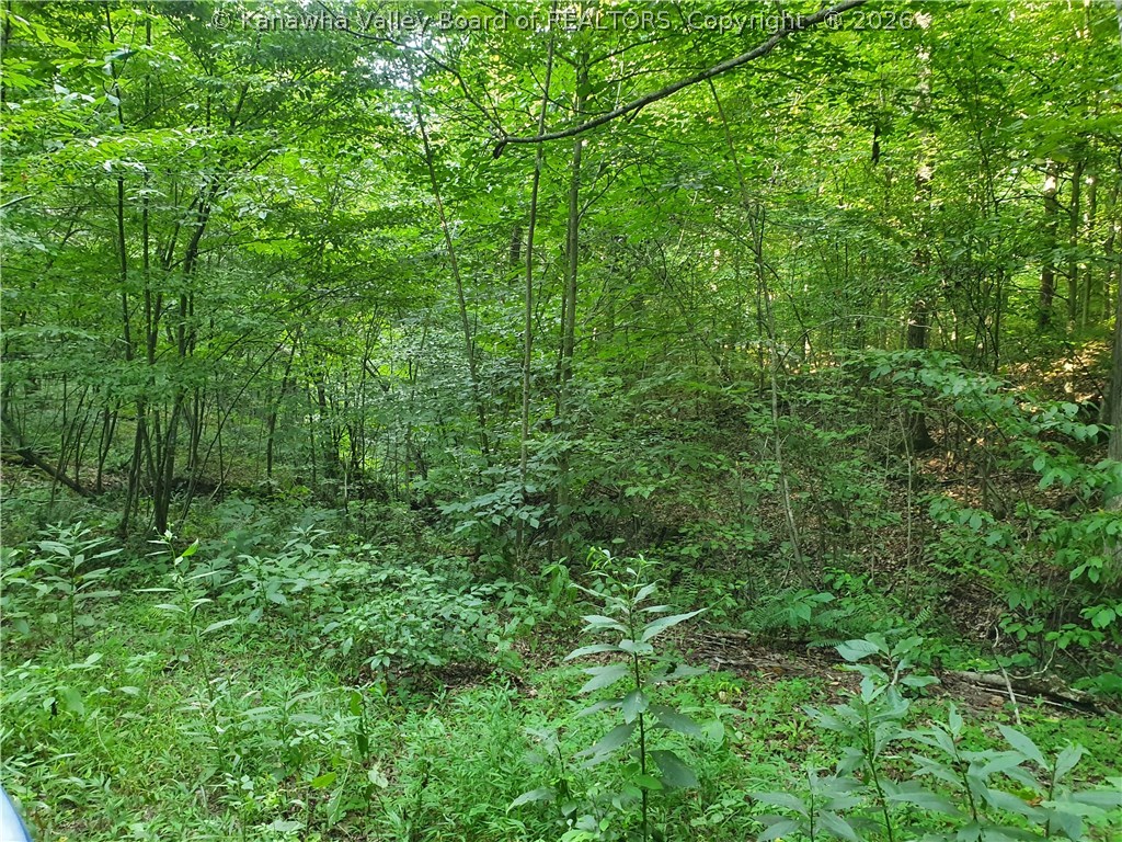 0 Bear Fork Road Gay, WV 25244 - Photo 12 of 23 Gallery Image 12