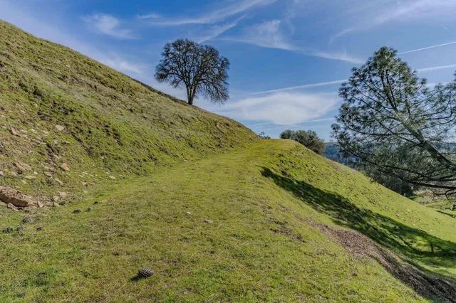 a view of a yard with a tree