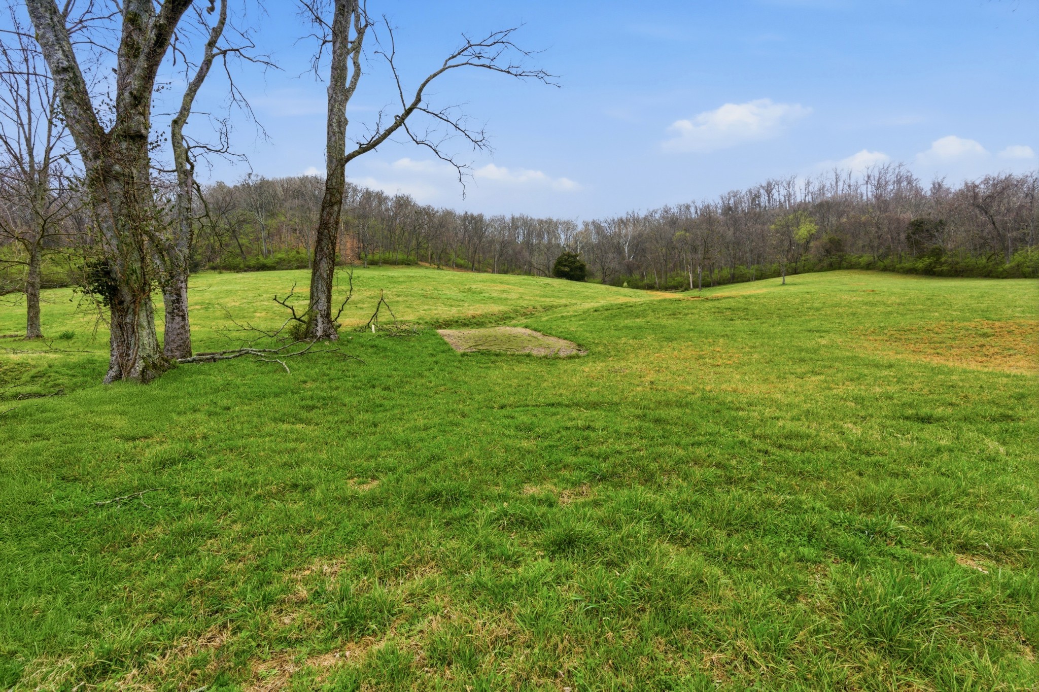 1447 Franklin Road Brentwood, TN 37027 - Photo 3 of 27 a view of a field with a tree in the background