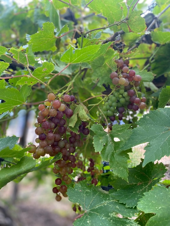 306 Tavish Trail Austin, TX 78738 - Photo 38 of 40 a view of flowers
