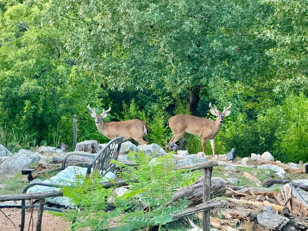 306 Tavish Trail Austin, TX 78738 - Photo 39 of 40 a view of a chairs and table in a backyard