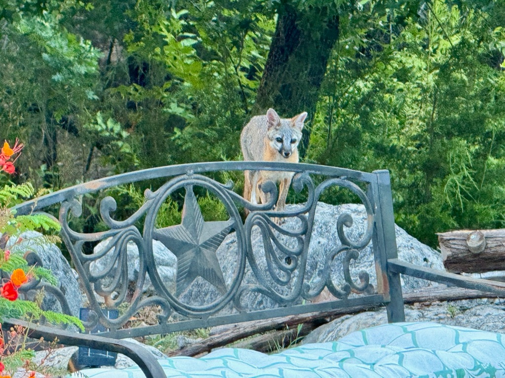 306 Tavish Trail Austin, TX 78738 - Photo 40 of 40 a front view of a house with garden