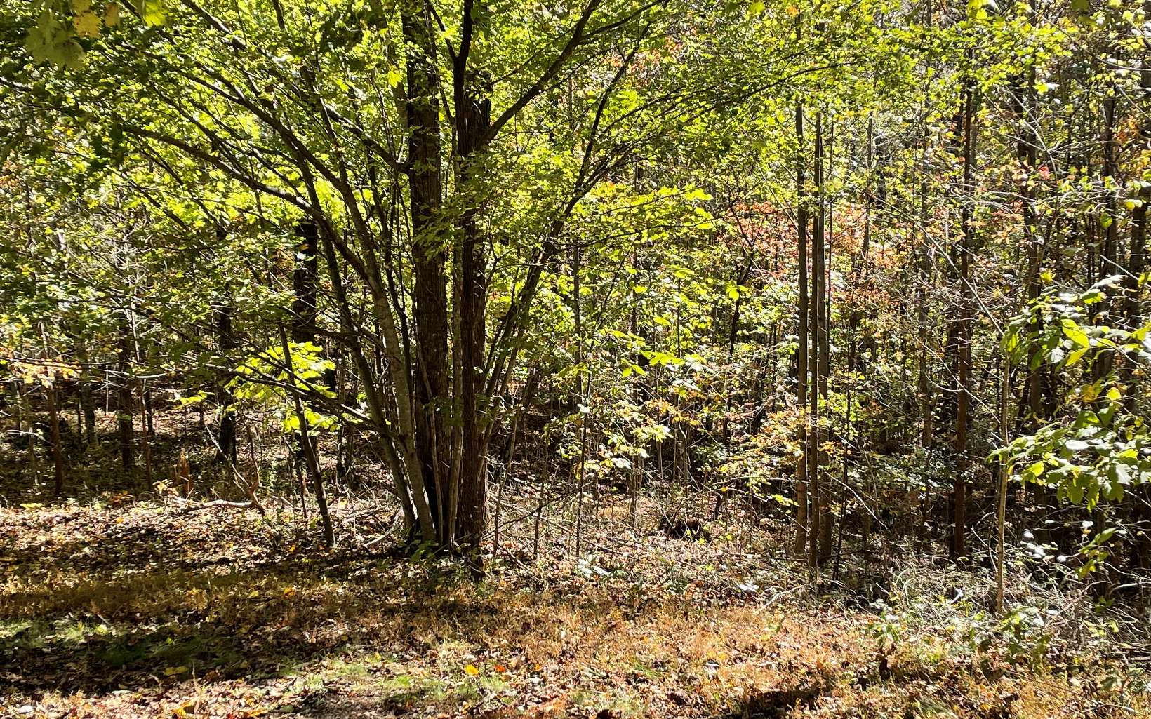 10 Meadow Loop Road Ellijay, GA 30536 - Photo 3 of 3 a view of a yard