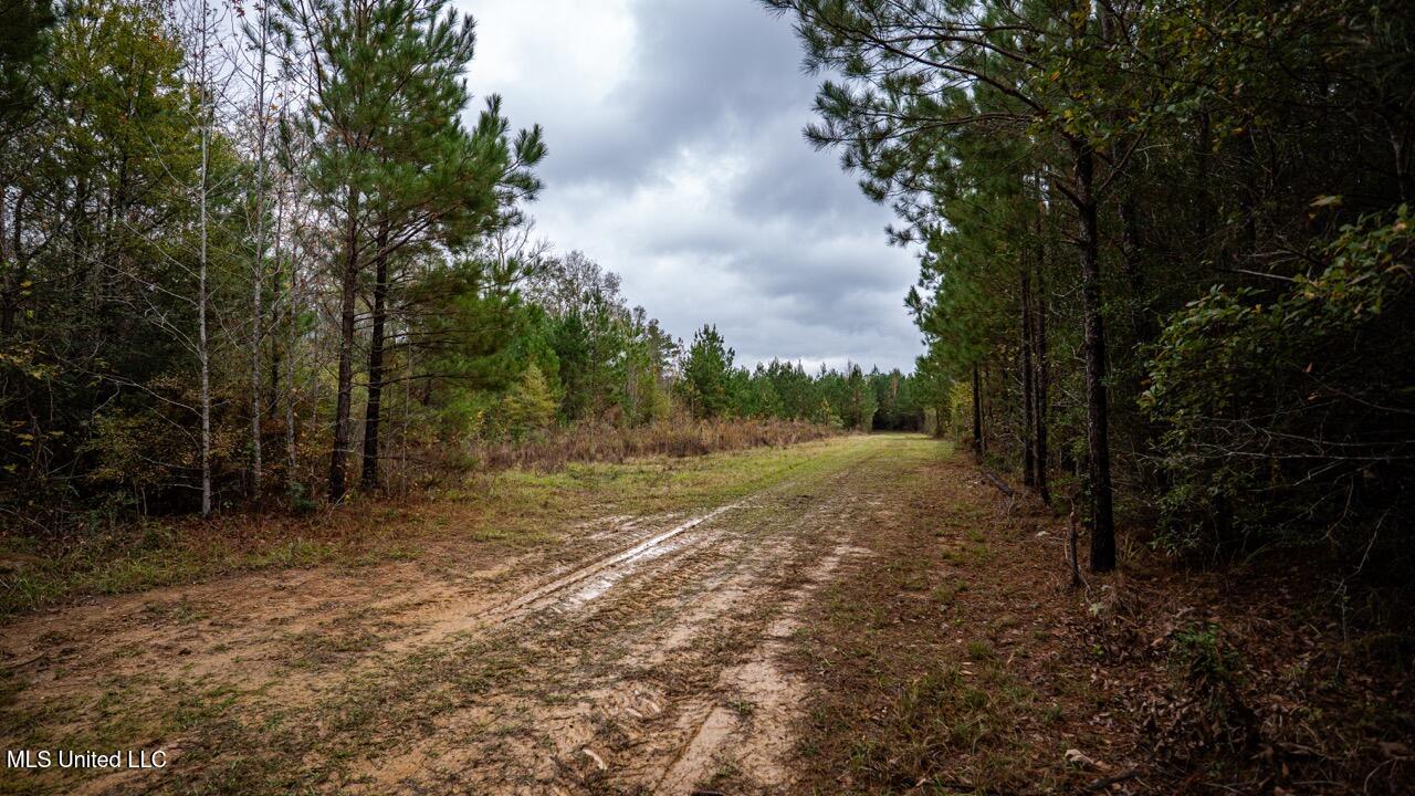 3032 Osyka Progress Road Osyka, MS 39657 - Photo 20 of 44 ZTS07891 Large