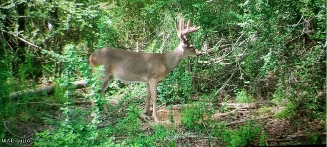 $1,150,000 | 3032 Osyka Progress Road, Osyka, MS 39657