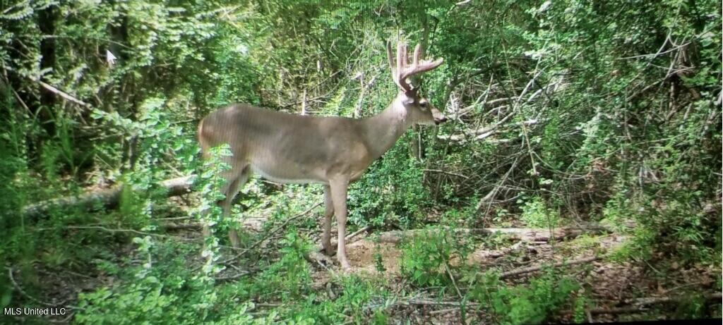 3032 Osyka Progress Road Osyka, MS 39657 - Photo 2 of 44 imagejpeg_0 (1)