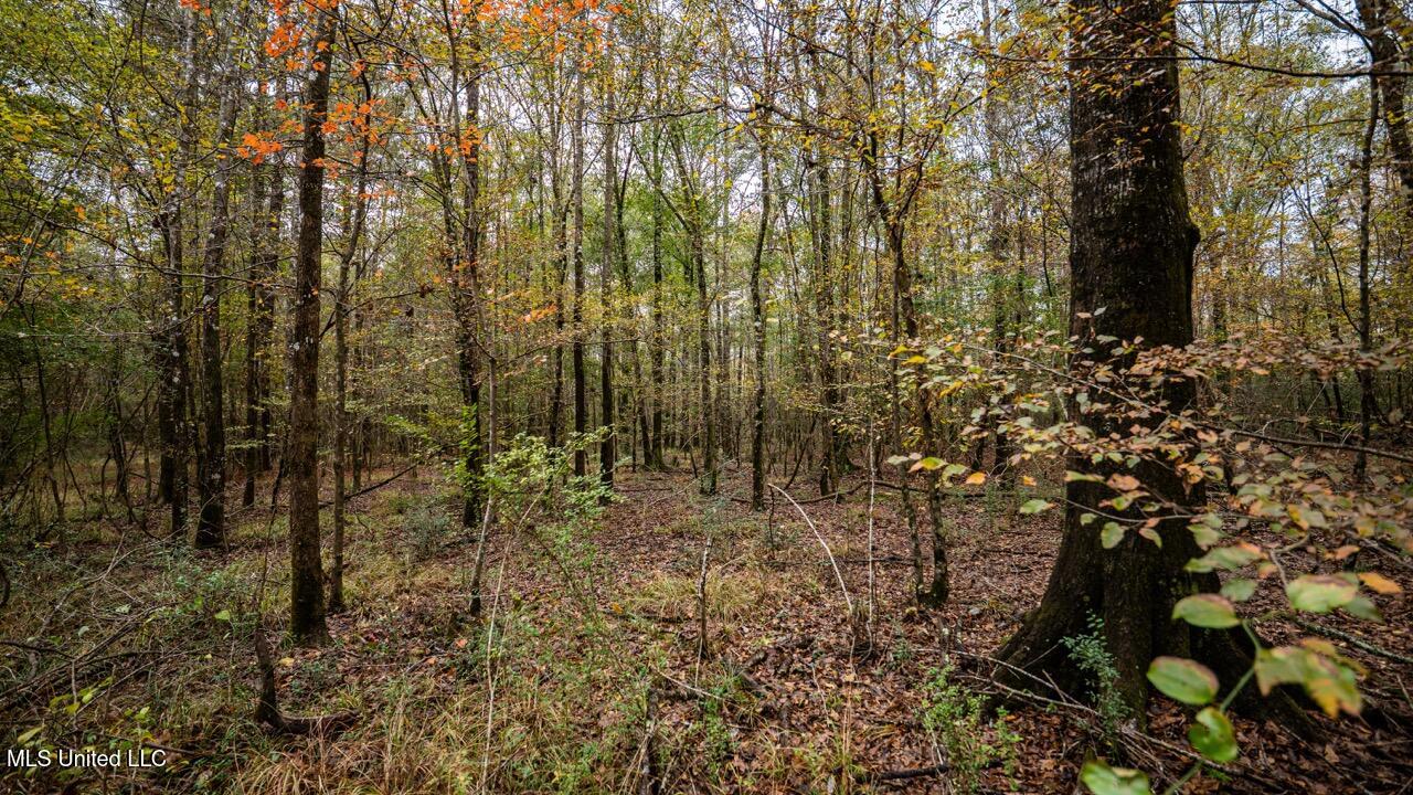 3032 Osyka Progress Road Osyka, MS 39657 - Photo 23 of 44 ZTS07912 Large