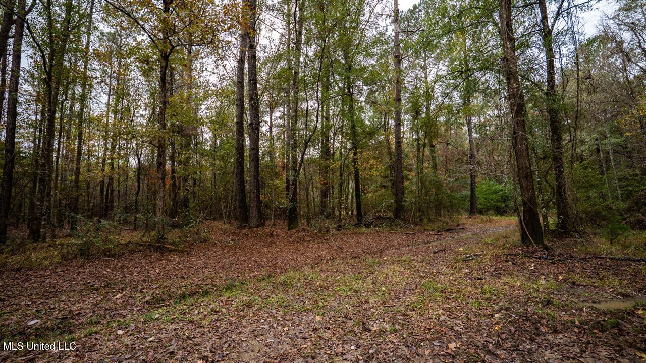 3032 Osyka Progress Road Osyka, MS 39657 - Photo 25 of 44 ZTS07920 Large