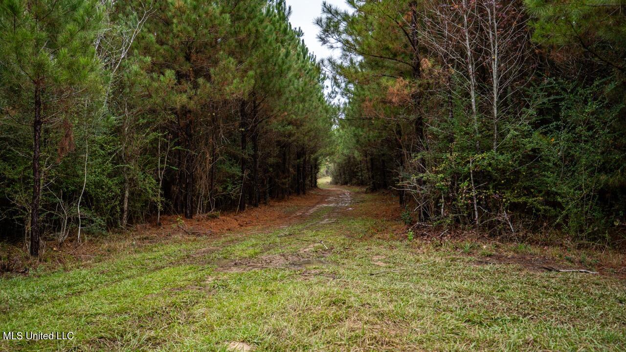3032 Osyka Progress Road Osyka, MS 39657 - Photo 29 of 44 ZTS07939 Large