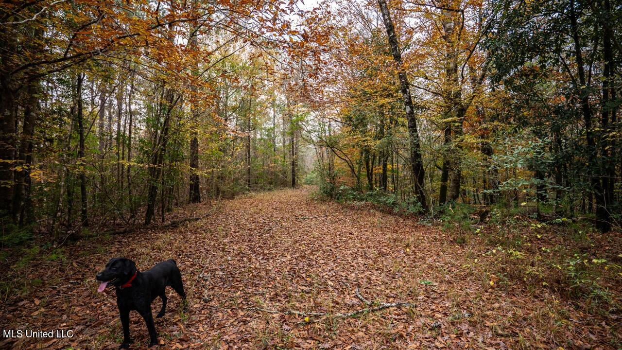 3032 Osyka Progress Road Osyka, MS 39657 - Photo 31 of 44 ZTS07950 Large