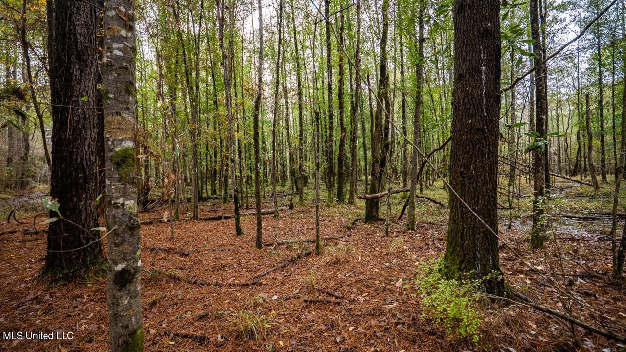 3032 Osyka Progress Road Osyka, MS 39657 - Photo 32 of 44 ZTS07952 Large