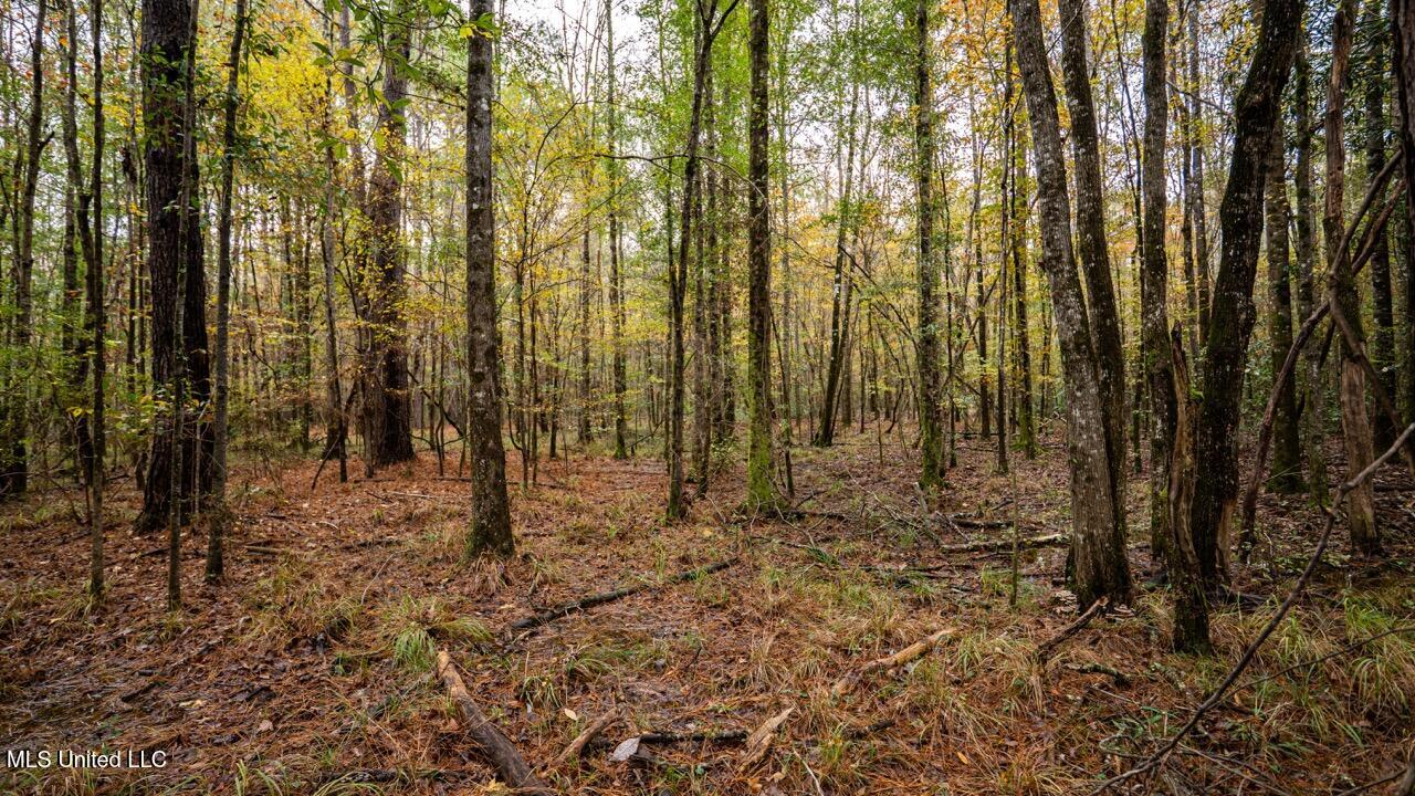 3032 Osyka Progress Road Osyka, MS 39657 - Photo 33 of 44 ZTS07956 Large