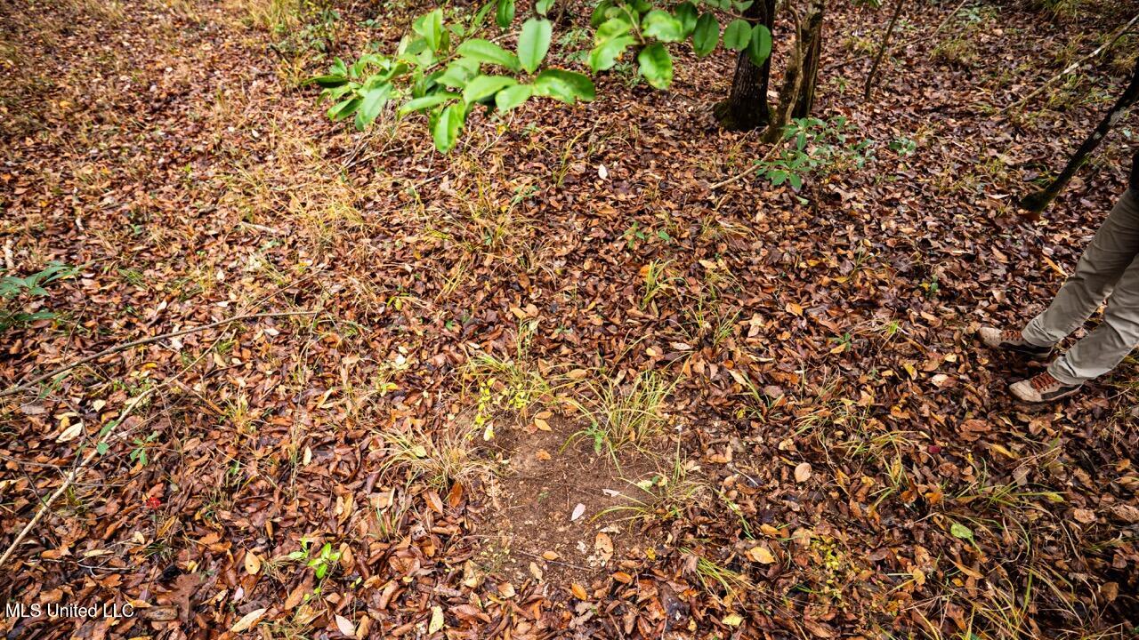 3032 Osyka Progress Road Osyka, MS 39657 - Photo 36 of 44 ZTS07965 Large