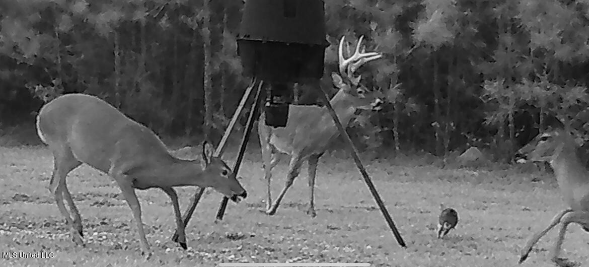 3032 Osyka Progress Road Osyka, MS 39657 - Photo 4 of 44 IMG_2213 (1)