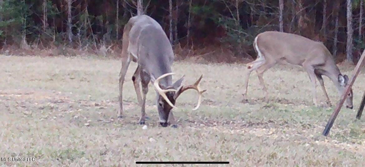 3032 Osyka Progress Road Osyka, MS 39657 - Photo 5 of 44 IMG_2214 (1)
