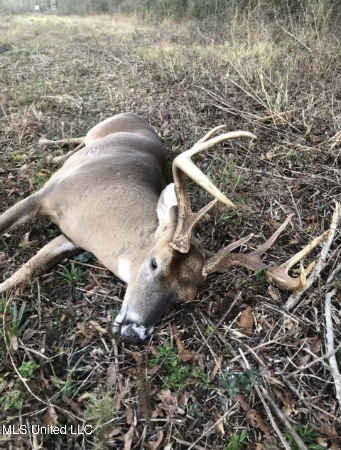 3032 Osyka Progress Road Osyka, MS 39657 - Photo 6 of 44 IMG_2215