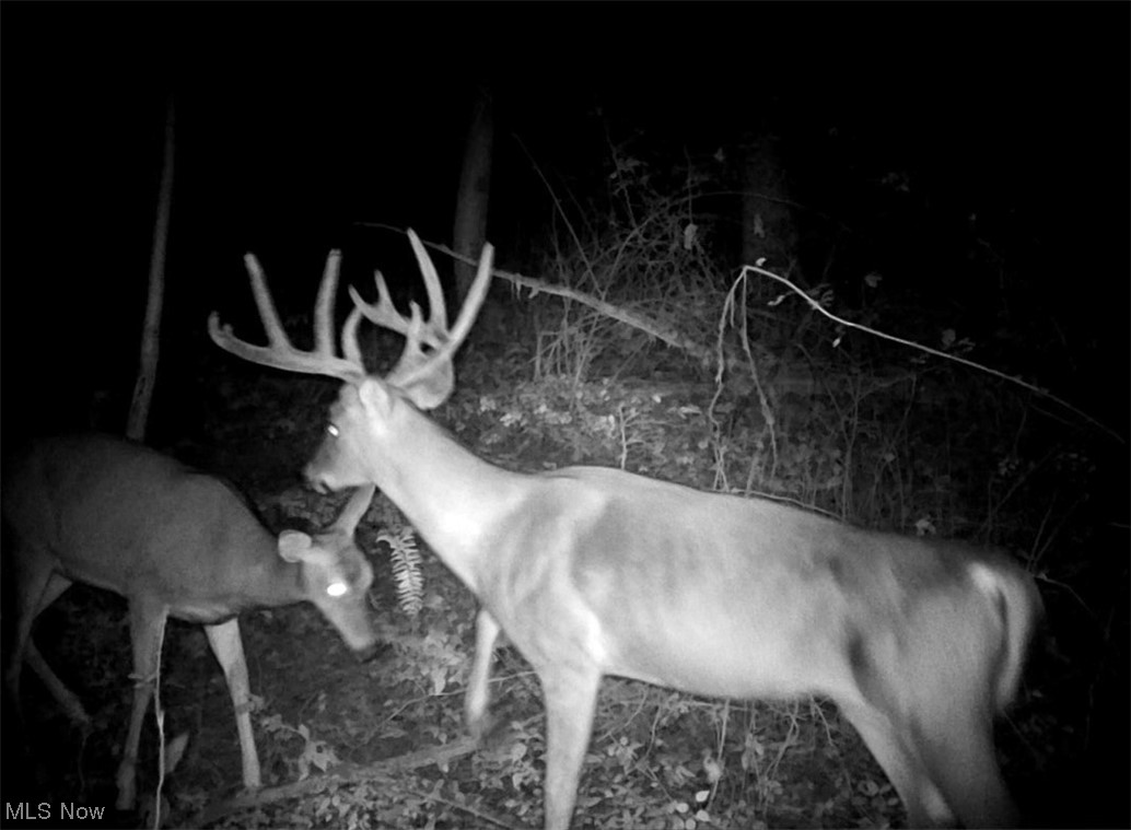 Angel Valley Road Stone Creek, OH 43840 - Photo 2 of 14 Caught on trail cams.