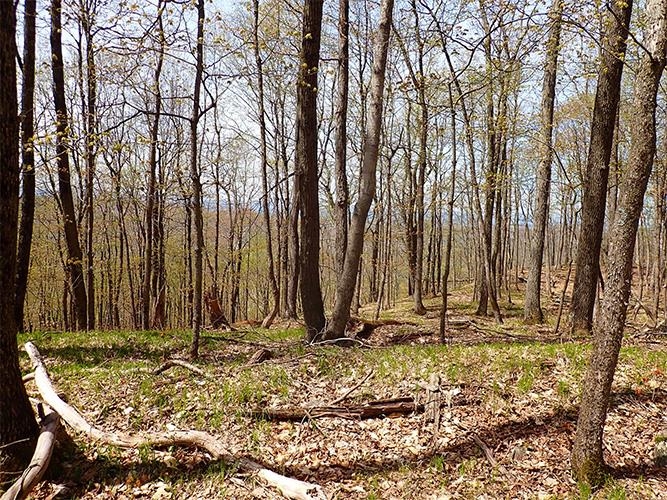 1082 Frog Hollow Road Hubbardton, VT 05735 - Photo 17 of 30