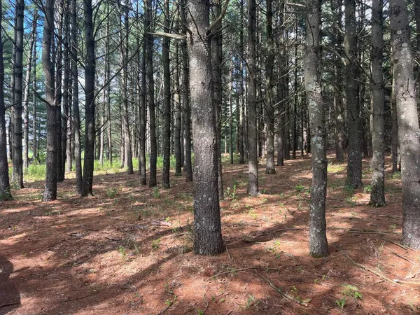 $222,500 | 249 Dyke Avenue, Grand Marsh, WI 53936
