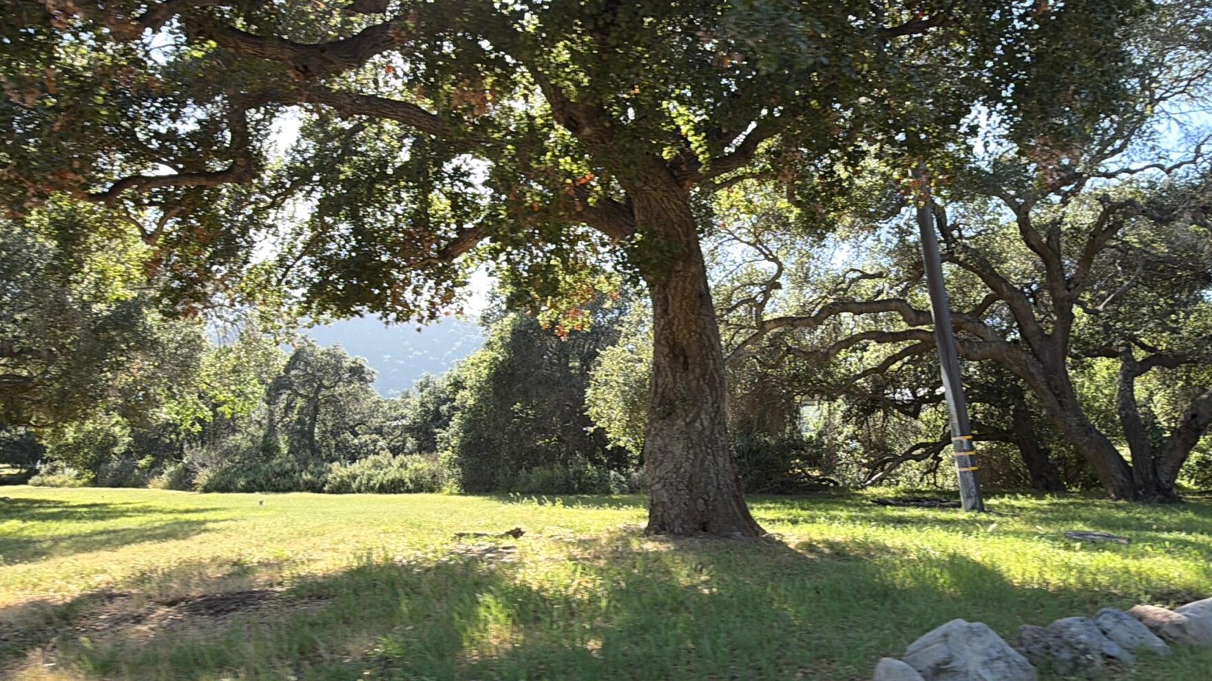 3750 Paradise Road, Unit 97 Santa Barbara, CA 93105 - Photo 11 of 17 a view of a yard with a tree