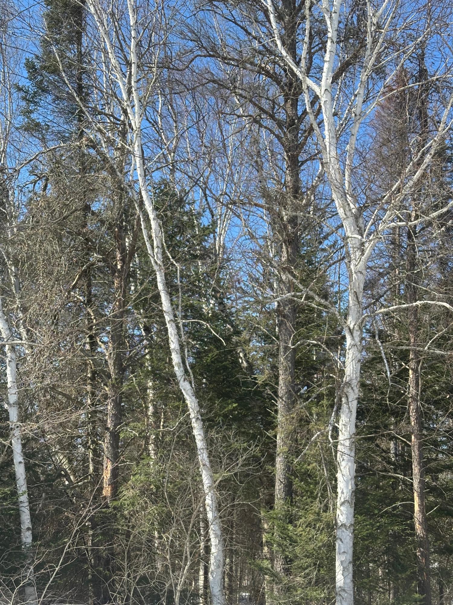 On Burrows Lake Road, Unit LOT 2 Tomahawk, WI 54487 - Photo 1 of 1 Gallery Image 1