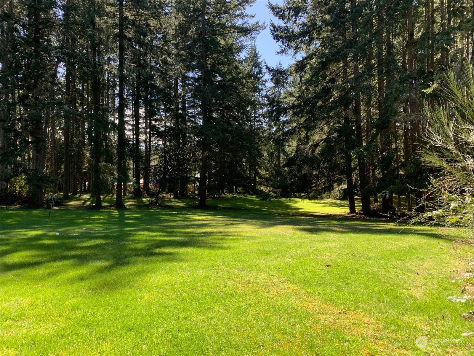 a view of swimming pool with lawn chairs and large trees