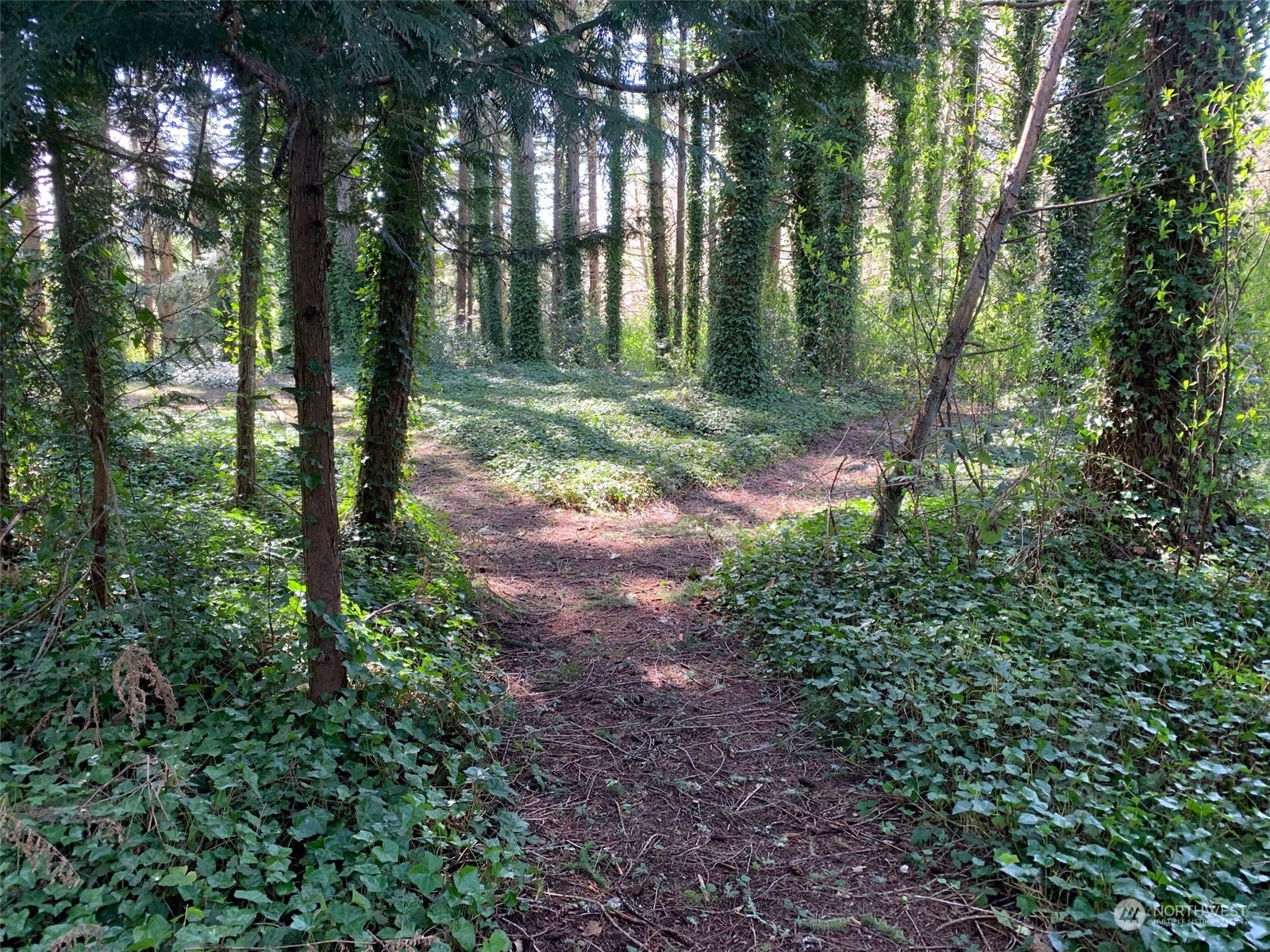 7755 Finch Road Northeast Bainbridge Island, WA 98110 - Photo 13 of 25 a view of backyard with green space