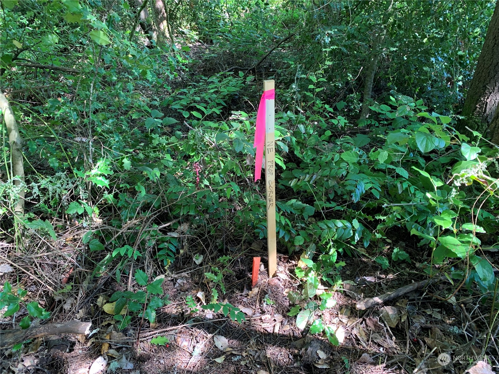 7755 Finch Road Northeast Bainbridge Island, WA 98110 - Photo 6 of 25 a backyard of a house with lots of green space and tree