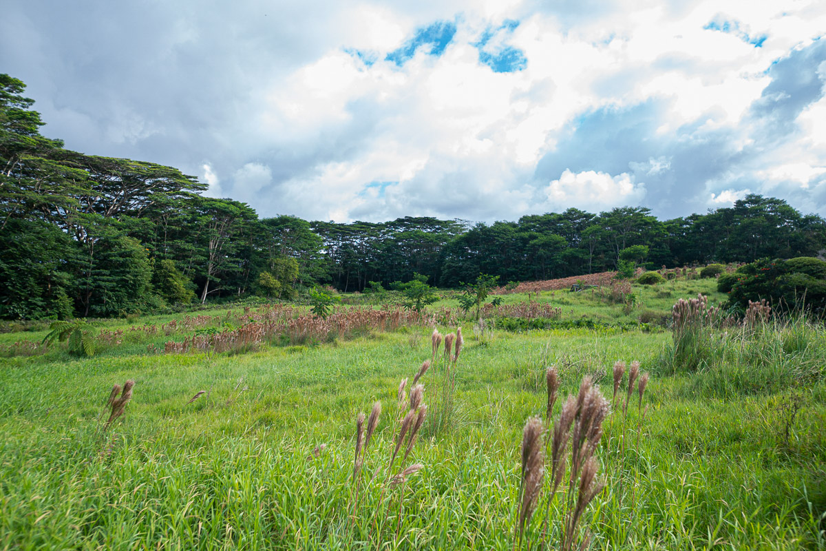 681 Lot 2-b Hoaka Road Hilo, HI 96720 - Photo 27 of 30 a view of a lush green outdoor space with a lake view