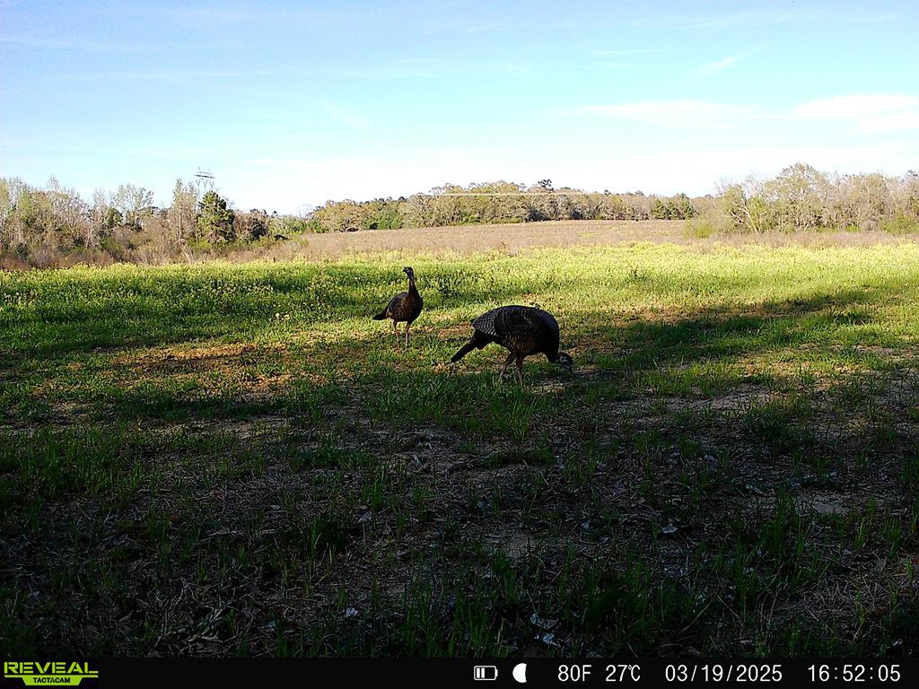 0 Macedonia Ch Road Columbia, AL 36319 - Photo 60 of 61