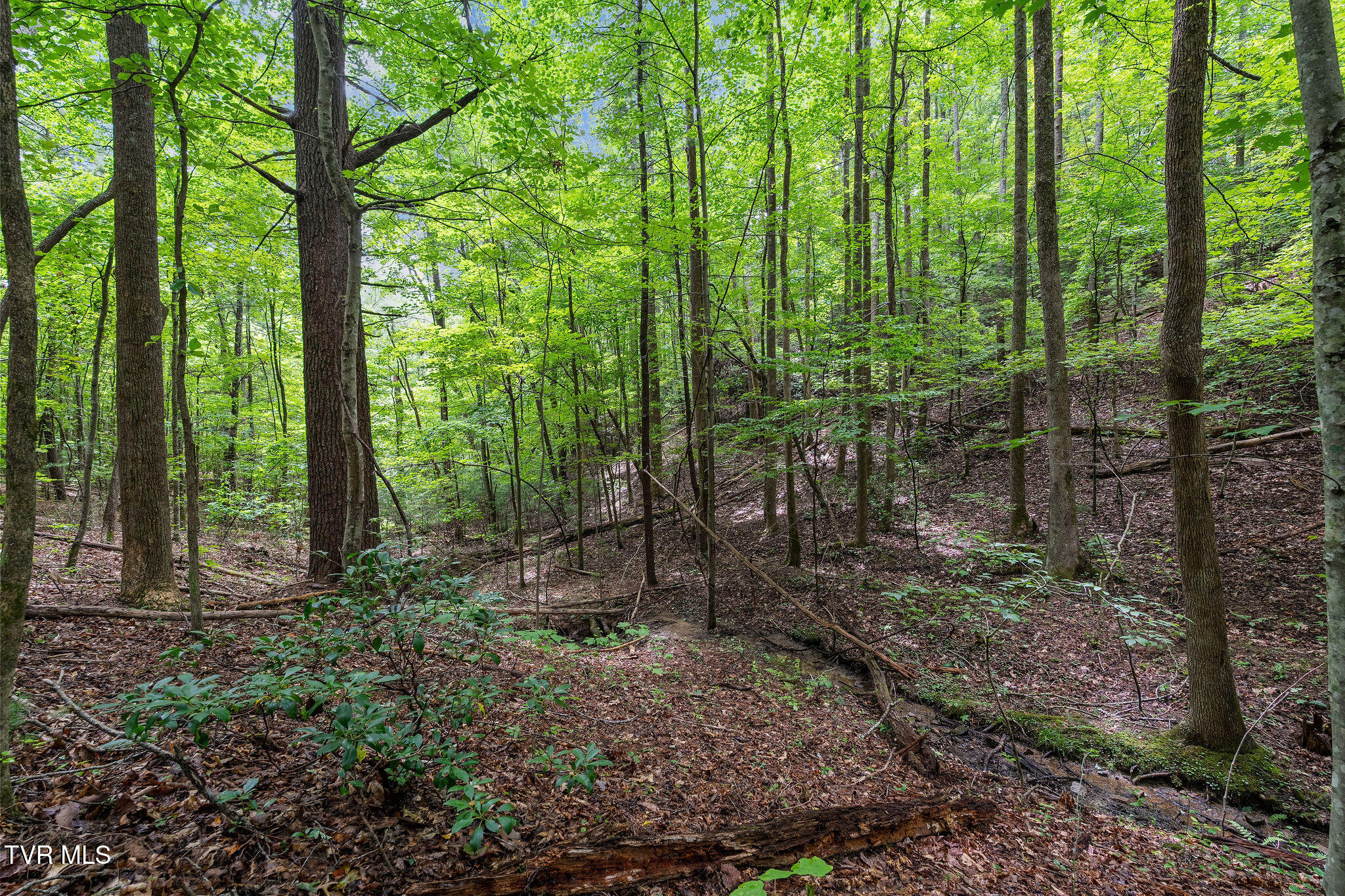 Tbd Tbd Ash Hopper Hollow Erwin, TN 37650 - Photo 15 of 21 DSC07318