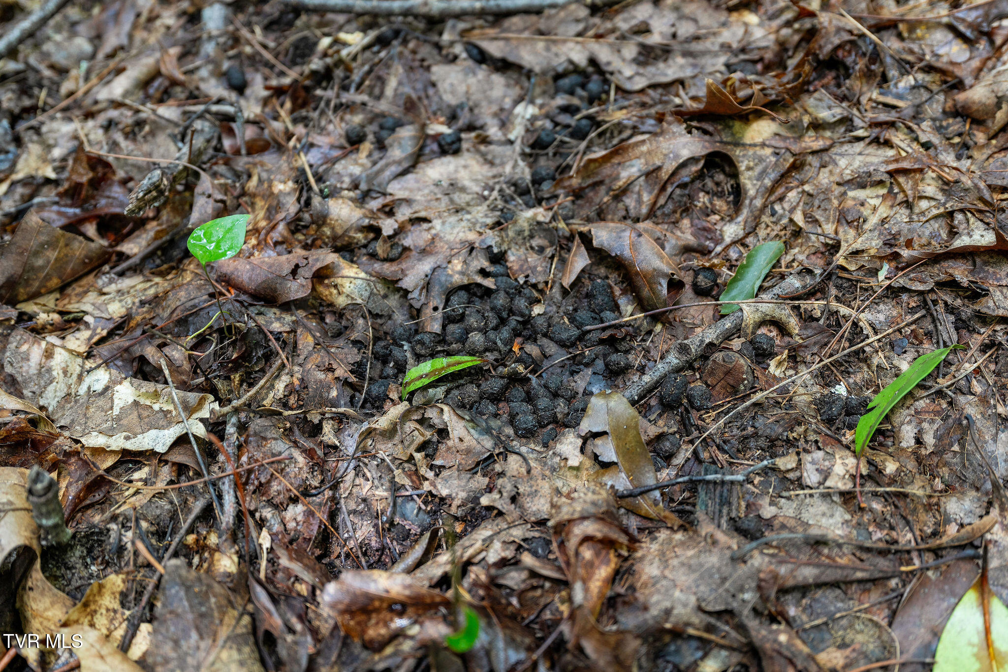 Tbd Tbd Ash Hopper Hollow Erwin, TN 37650 - Photo 16 of 21 DSC07323